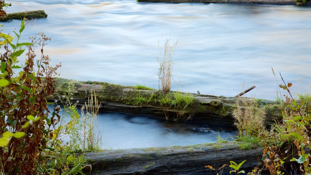 Deschutes National Forest toont een rivier of beek