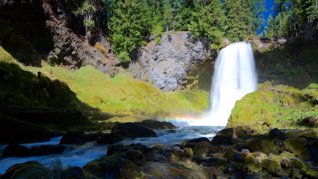 Willamette National Forest featuring a cascade and a river or creek