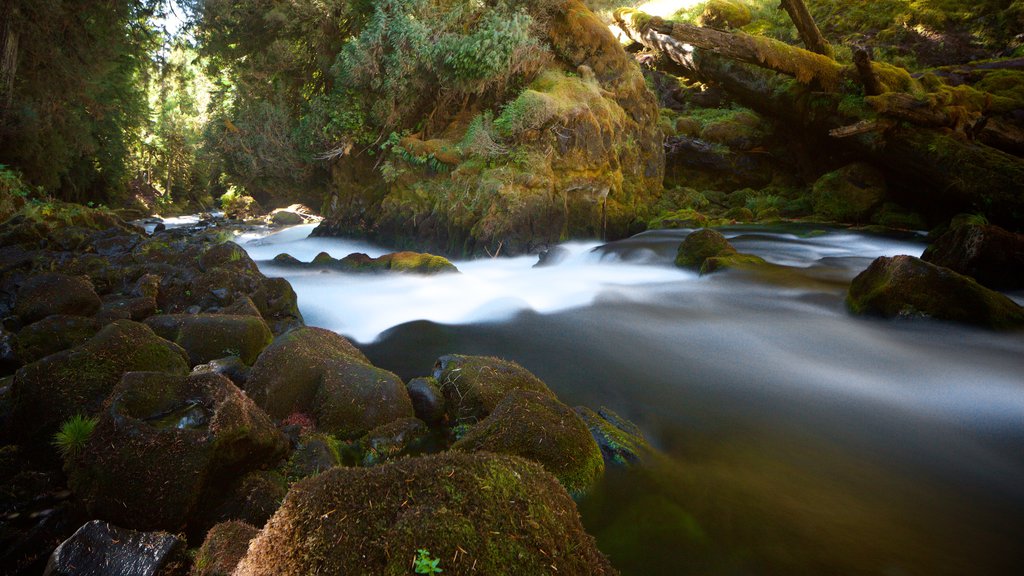 Bosque Nacional Willamette