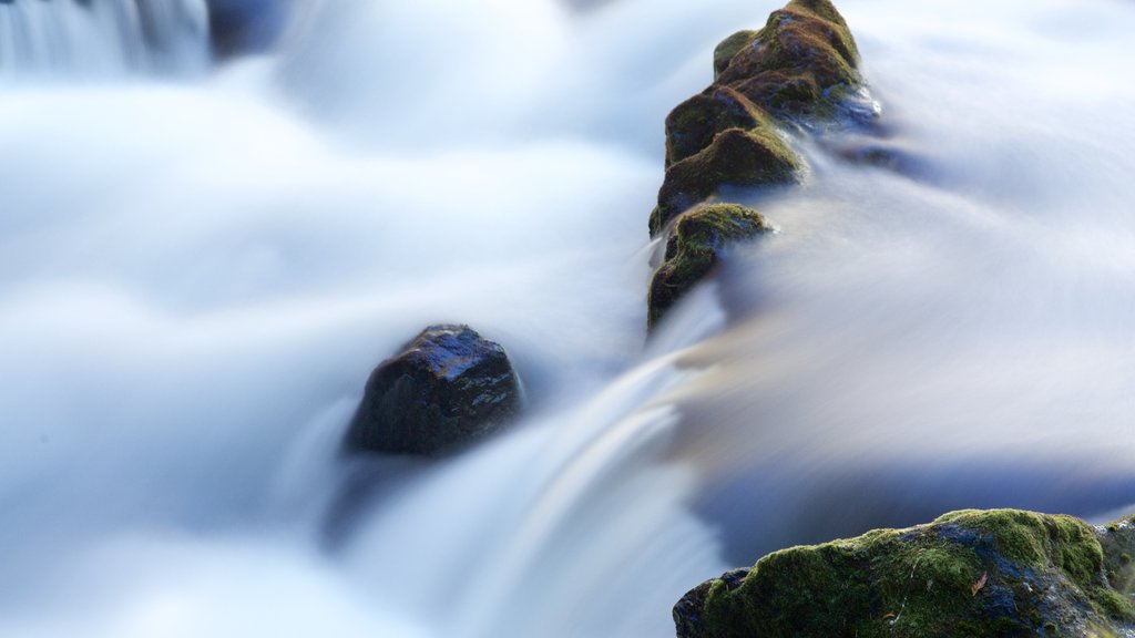 Willamette National Forest showing rapids