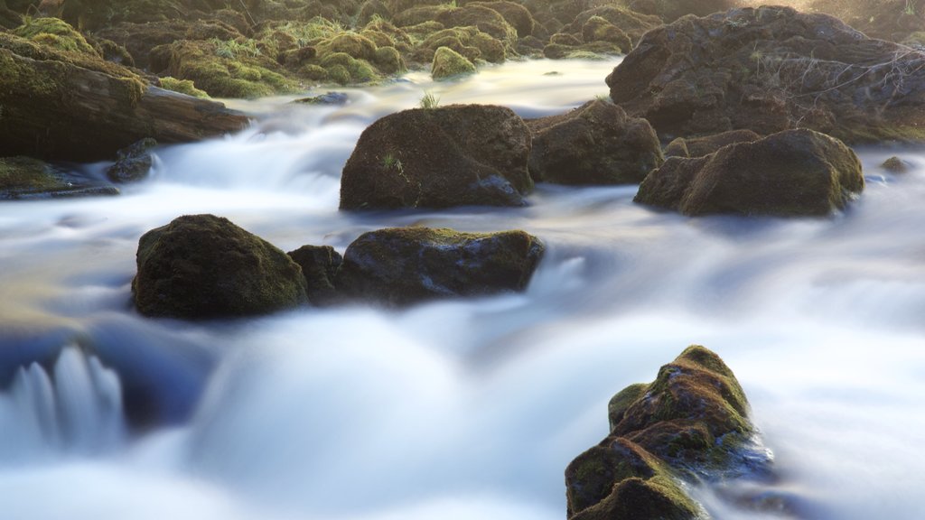 Willamette National Forest showing rapids