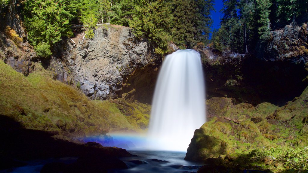 Willamette National Forest som inkluderar ett vattenfall och regnskog