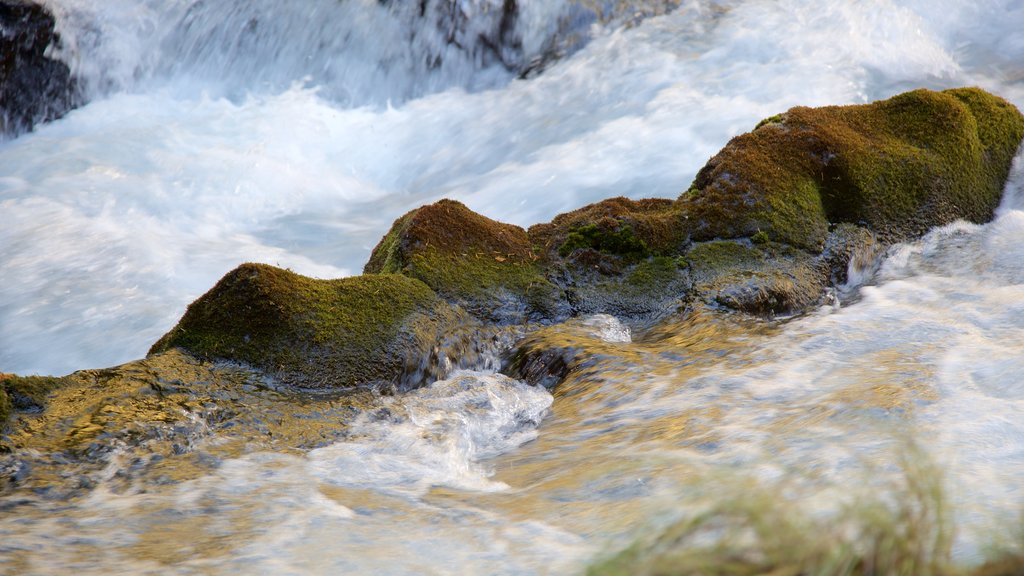 Willamette National Forest featuring rapids