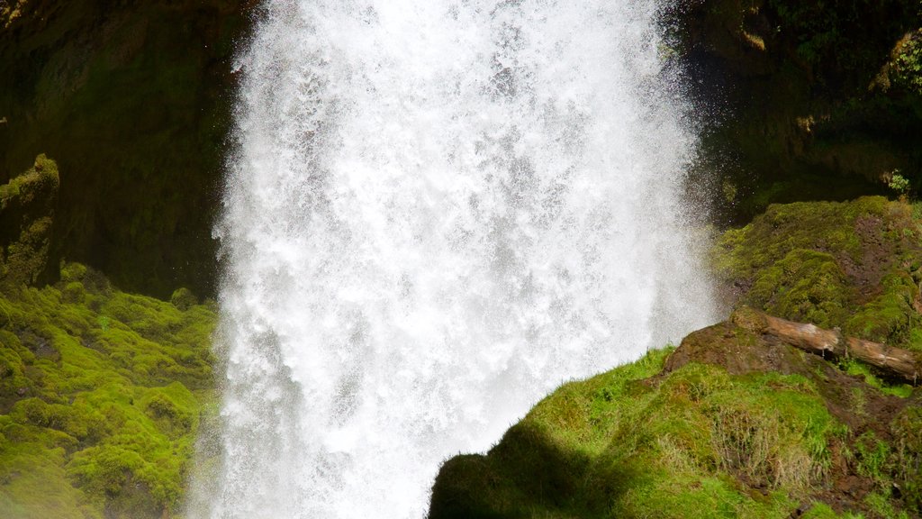 Willamette National Forest which includes a waterfall