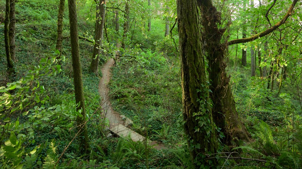 Hendricks Park showing rainforest