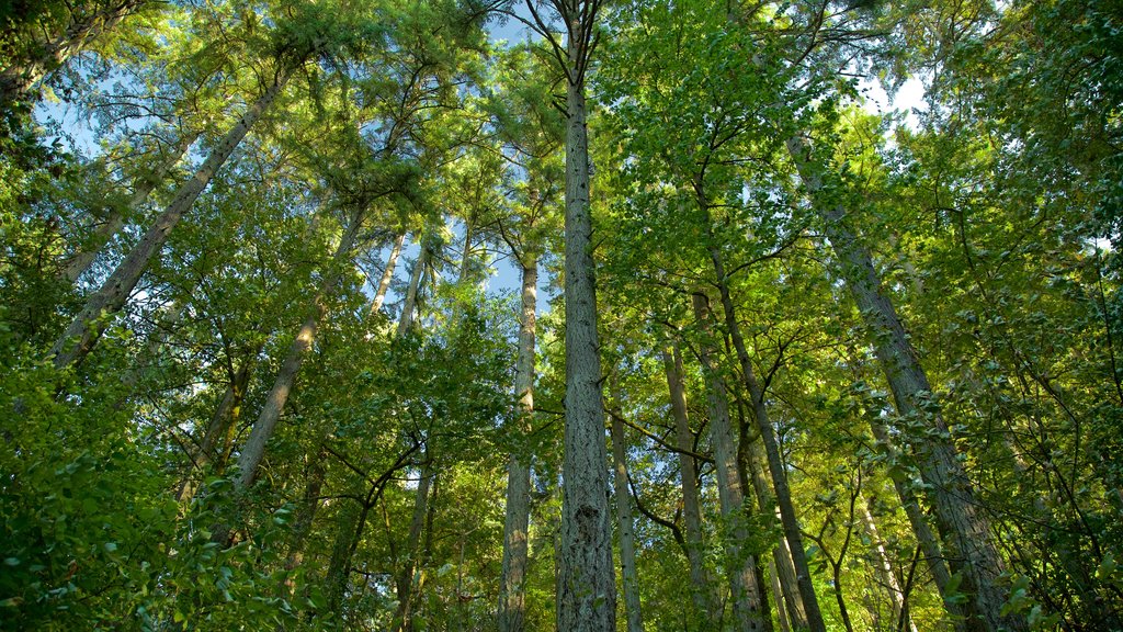 Hendricks Park que incluye selva