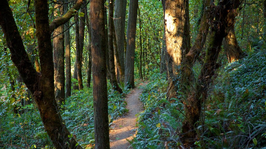 Hendricks Park montrant forêt tropicale