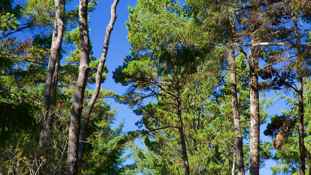 Devil\'s Lake State Recreation Area showing forests