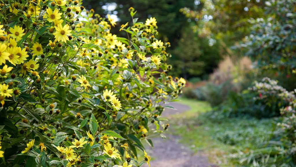 Connie Hansen Garden mettant en vedette fleurs sauvages