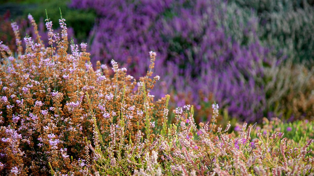 Connie Hansen Garden showing flowers and wild flowers