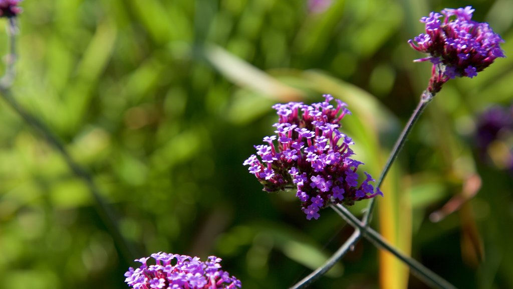 Connie Hansen Garden which includes wildflowers