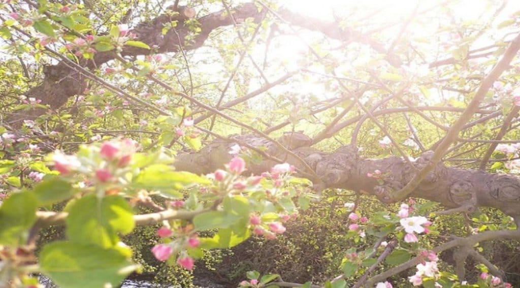 gelderland_lente_fruitbomen.jpg