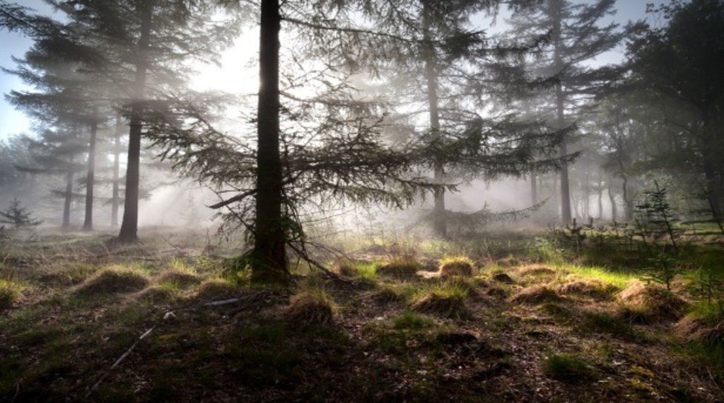 drenthe_natuur_drentsfriesewold.jpg