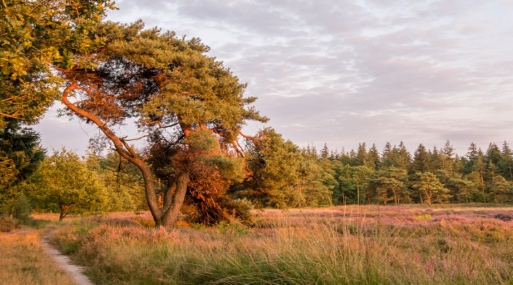 drenthe_natuur_drenthepad.jpg