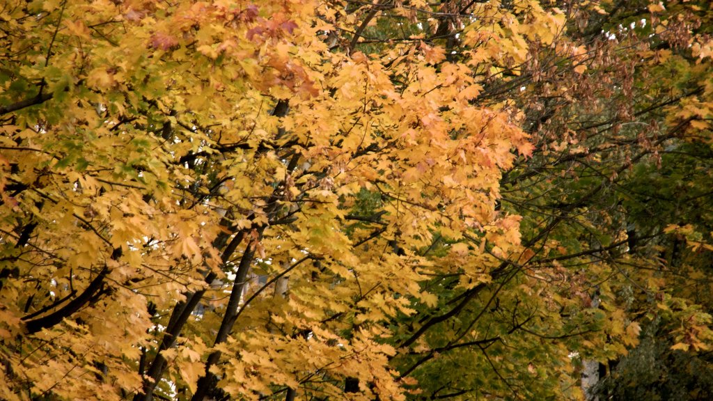 Monumento al Muro de Berlín mostrando los colores del otoño