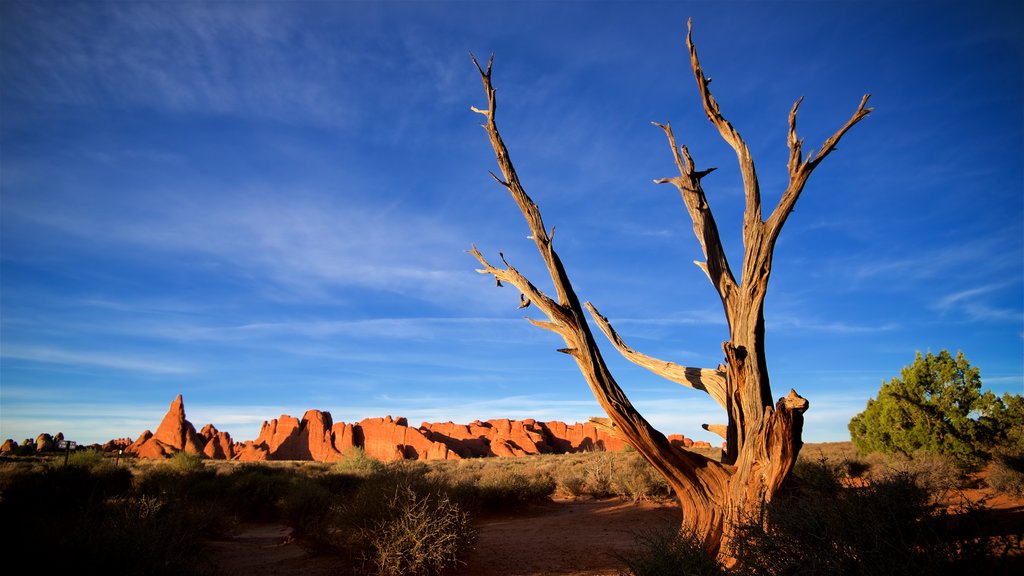 Moab which includes desert views and tranquil scenes