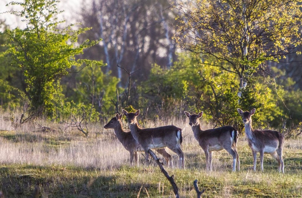 Waterleidingduinen-VisualHunt.jpg