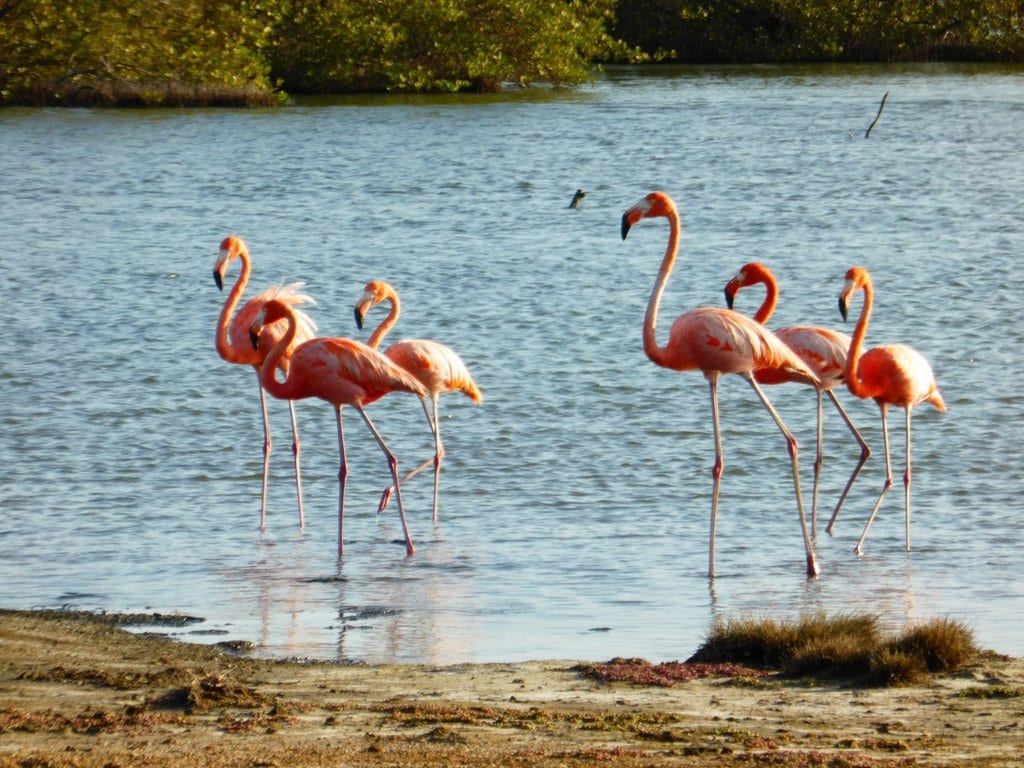 Bonaire-Flamingos_VisualHunt.jpg