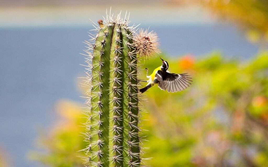 Bonaire-Nature_Pixabay.jpg