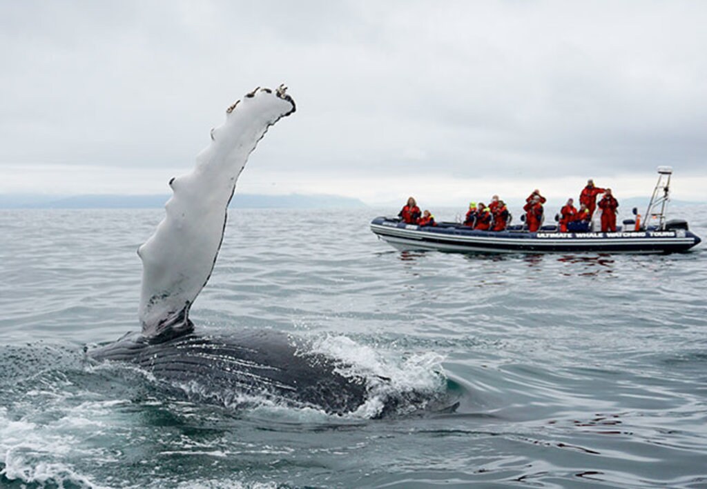 Small-GroupWhale-WatchingTour_Reykjavik_Wildlife.jpg