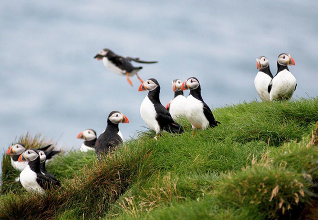 Puffin&Bird-WatchingCruise_Reykjavik_Wildlife.jpg