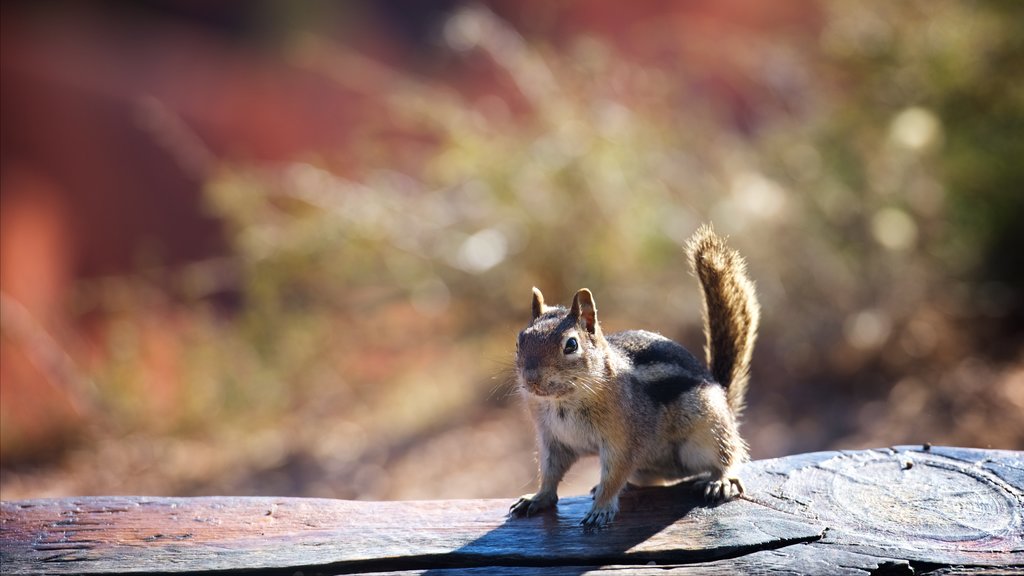 Bryce Canyon National Park which includes cuddly or friendly animals