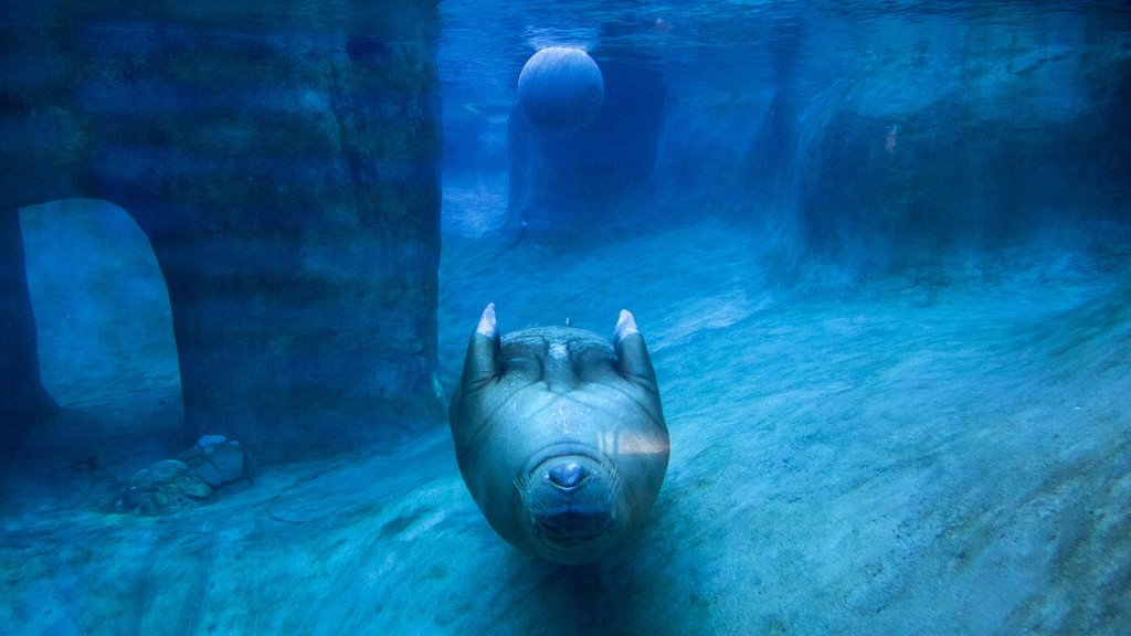 Point Defiance Zoo and Aquarium featuring marine life