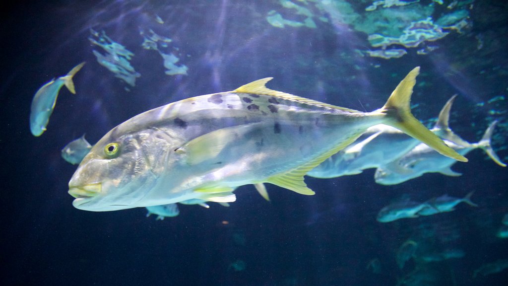 Point Defiance Zoo and Aquarium showing marine life