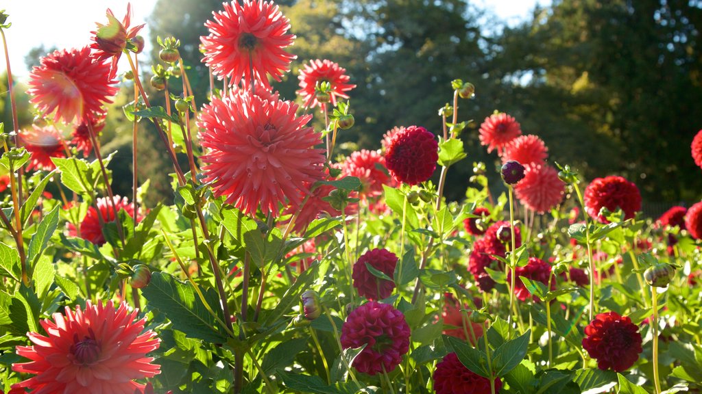 Point Defiance Park som inkluderar blommor