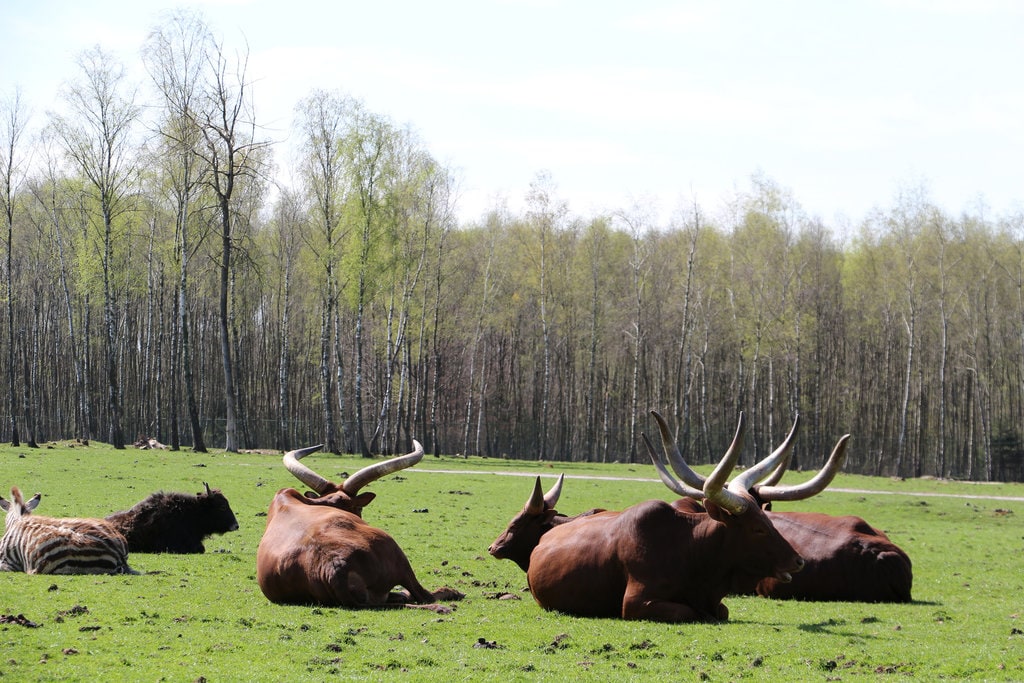 Ardennen_family_sarafiparkmondesauvage_flickr.jpg