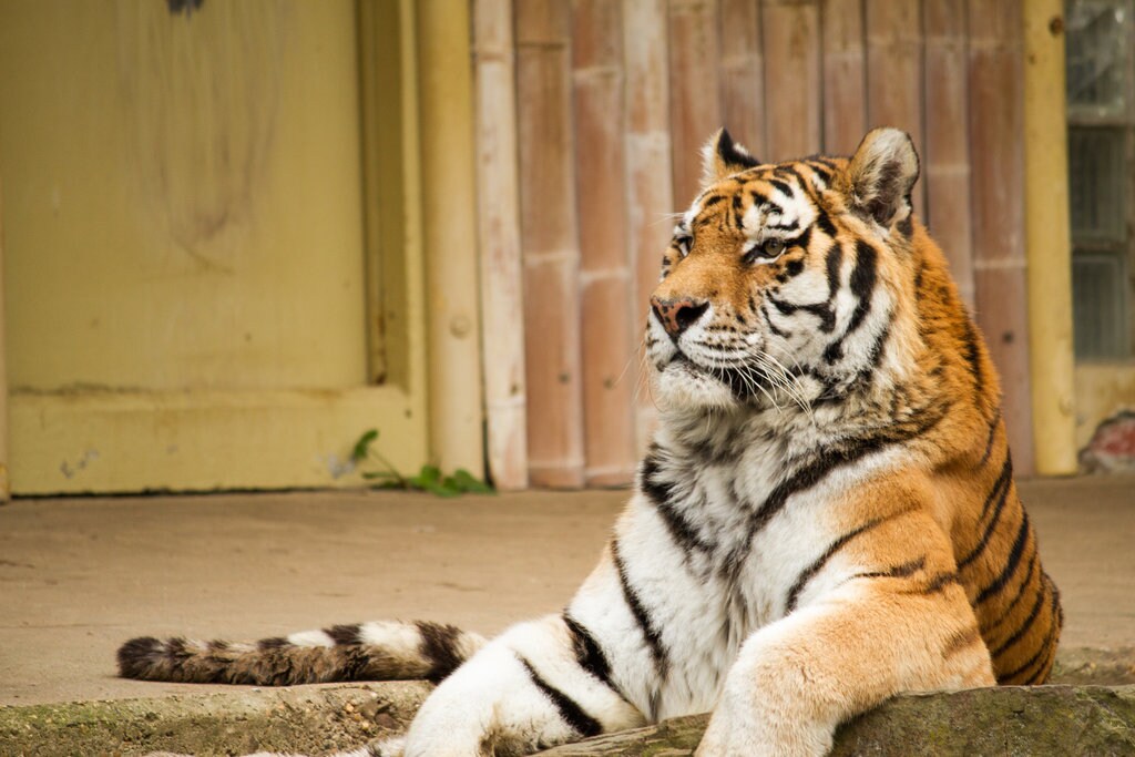 Antwerpen_family_zoo_Flickr.jpg