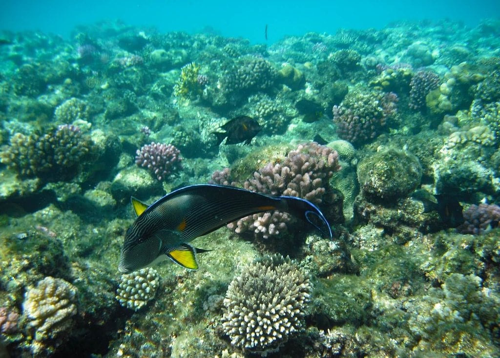 Egypt-SharmelSheikh-Coral_VisualHunt.jpg