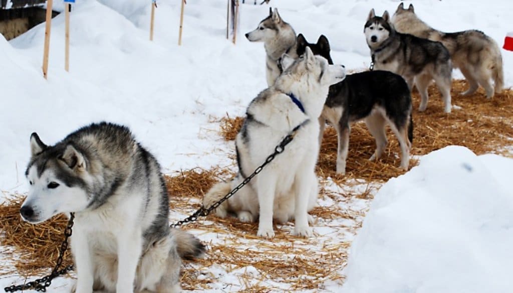 LesSybelles_Family_France_Ski_sleddogs_FLickr.jpg