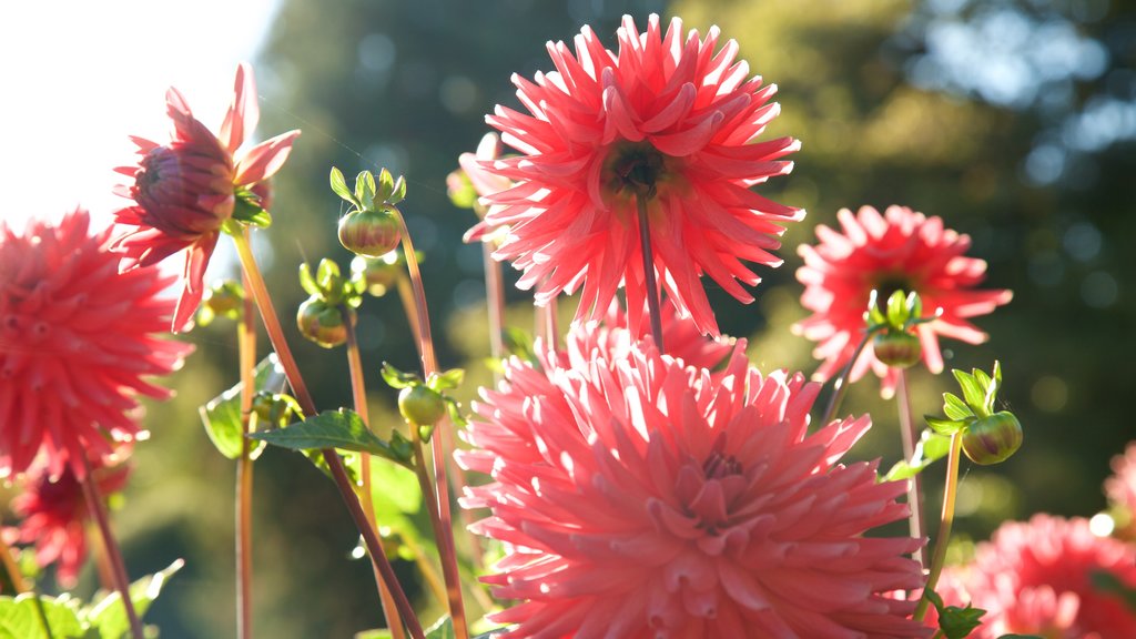 Taman Point Defiance yang mencakup bunga