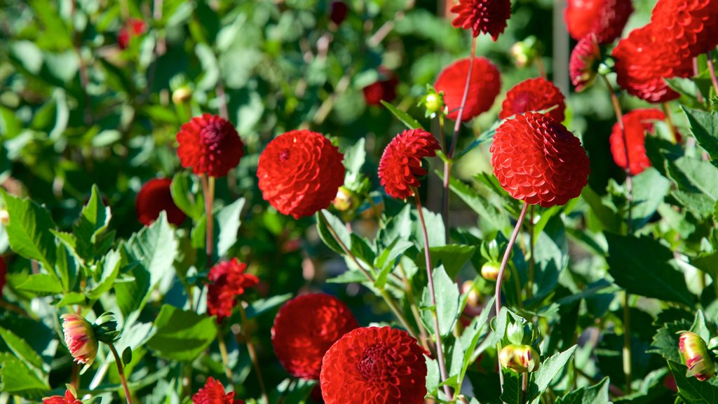 Point Defiance Park mostrando flores