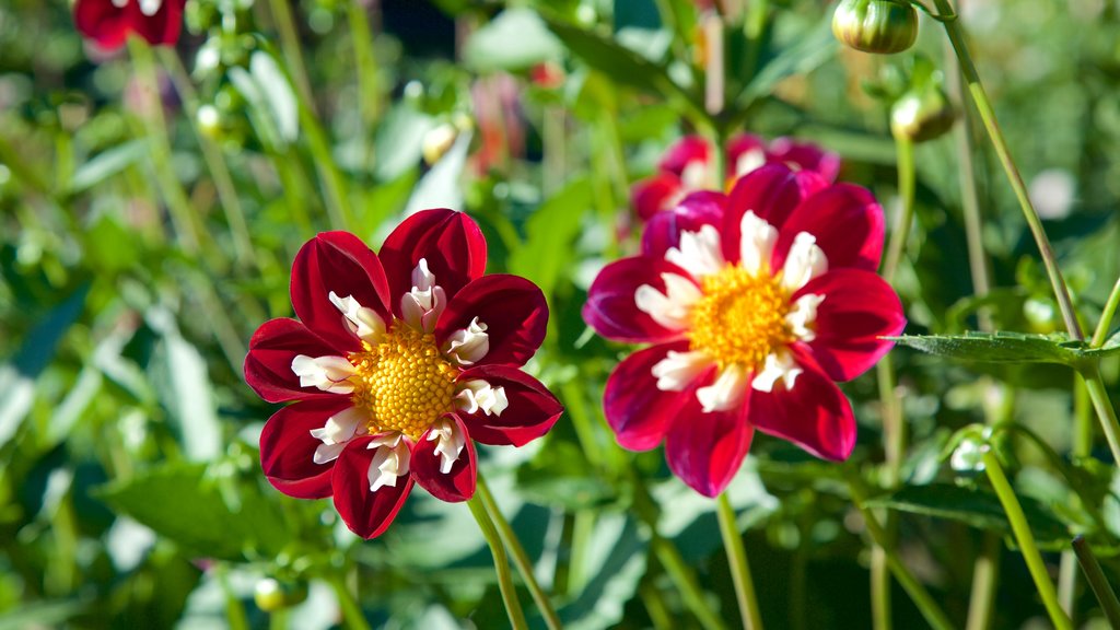 Point Defiance Park som inkluderar blommor