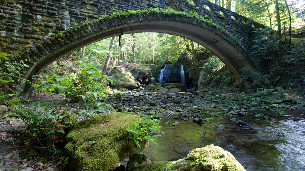 Whatcom Falls Park toont een rivier of beek, een brug en bos