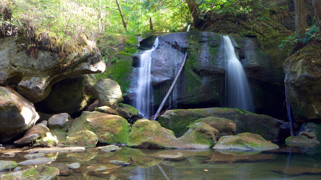 Whatcom Falls Park caracterizando um rio ou córrego, florestas e uma cachoeira