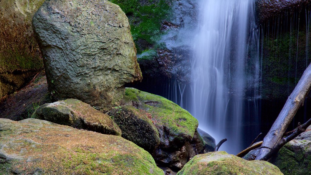 Whatcom Falls Park featuring forest scenes and a waterfall