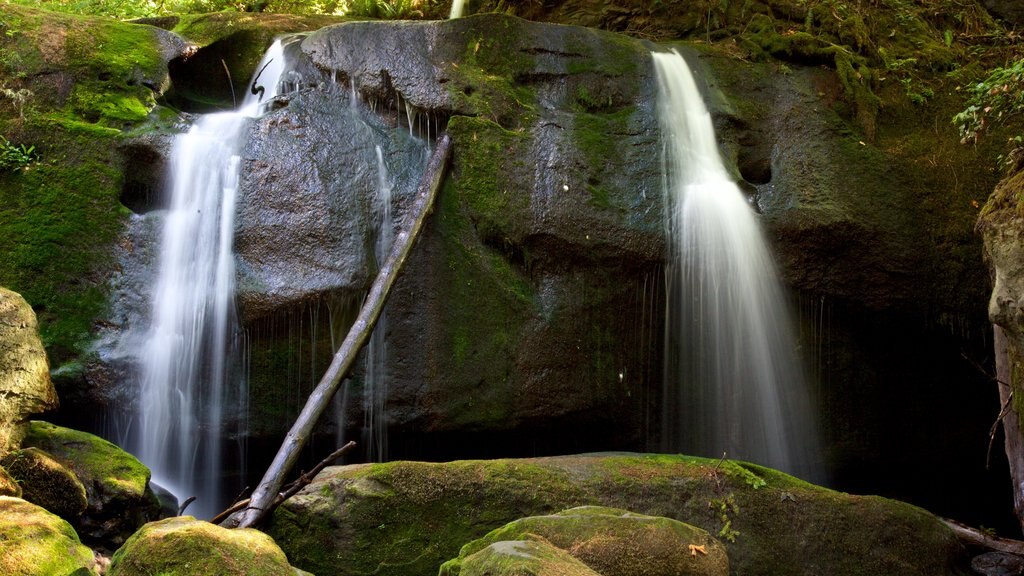 Whatcom Falls Park which includes a waterfall and forest scenes