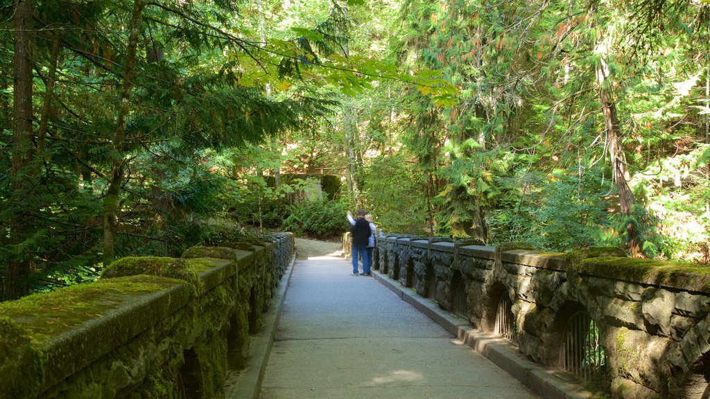 Whatcom Falls Park mostrando bosques y un puente