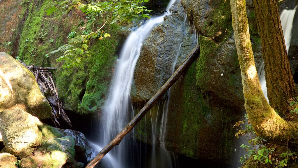 Whatcom Falls Park mostrando una catarata y escenas forestales