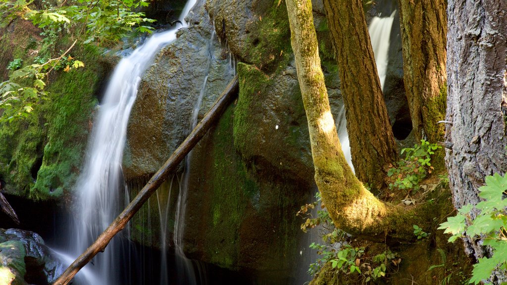 Whatcom Falls Park which includes a cascade and forest scenes