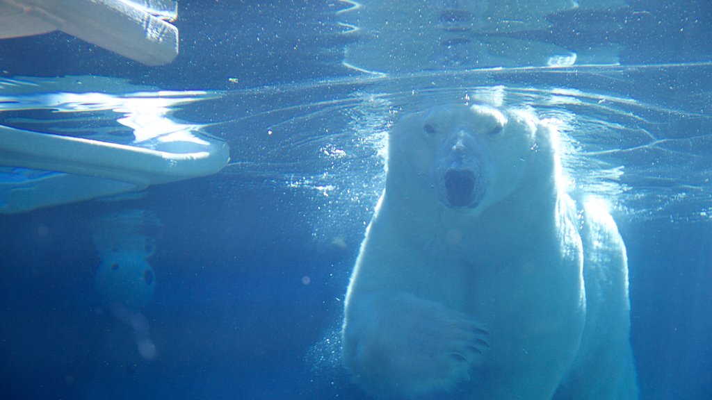 Point Defiance Zoo and Aquarium showing marine life