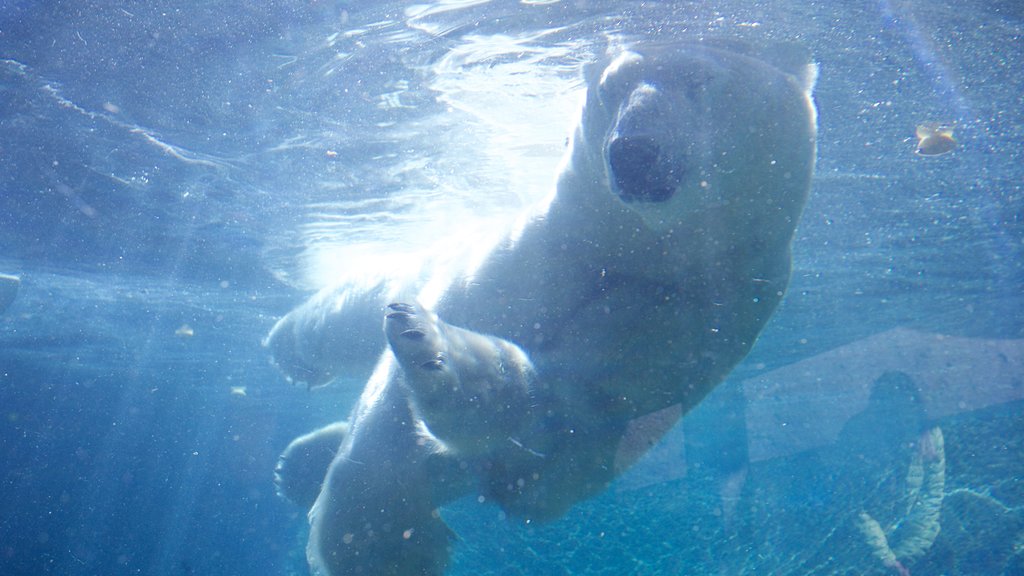 Point Defiance Zoo and Aquarium som visar havsdjur