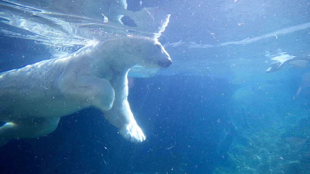 Point Defiance Zoo and Aquarium featuring marine life