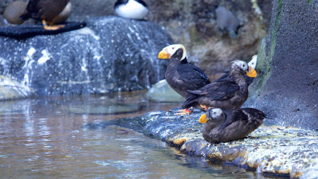 Point Defiance 動物園與水族館 其中包括 鳥禽動物