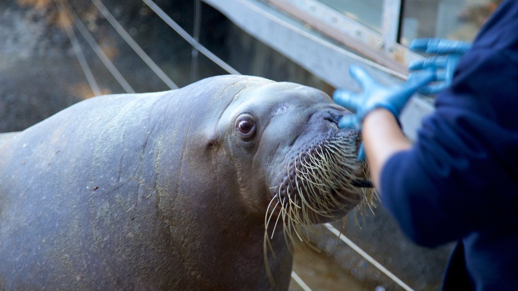 Point Defiance Zoo and Aquarium presenterar havsdjur och zoodjur