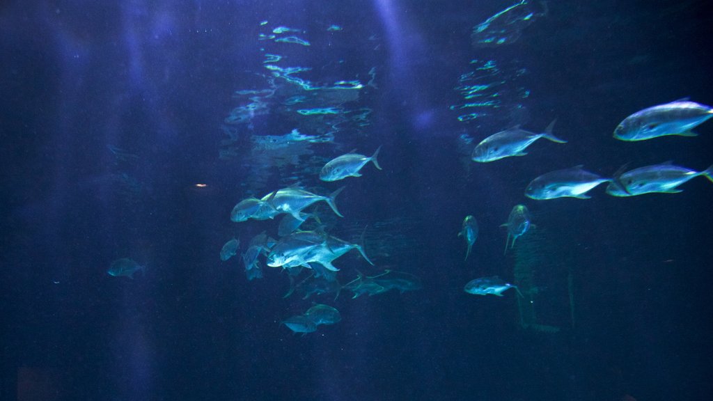 Point Defiance Zoo and Aquarium showing marine life