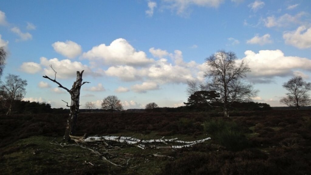 noord-holland_winter_bussumerheide.jpg